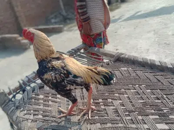 Pure Aseel Murga - Bird - Buy and Sell Pets in Multan