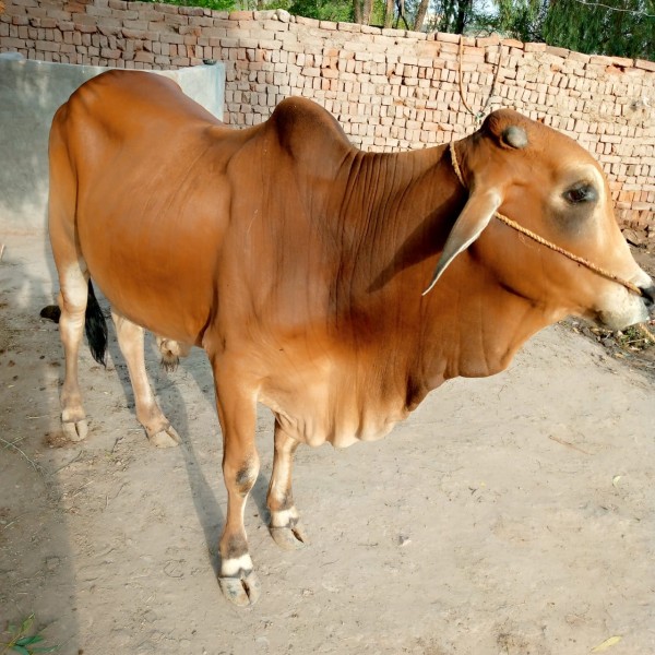 Cow for sale - Cow - Buy and Sell Pets in Muzaffargarh