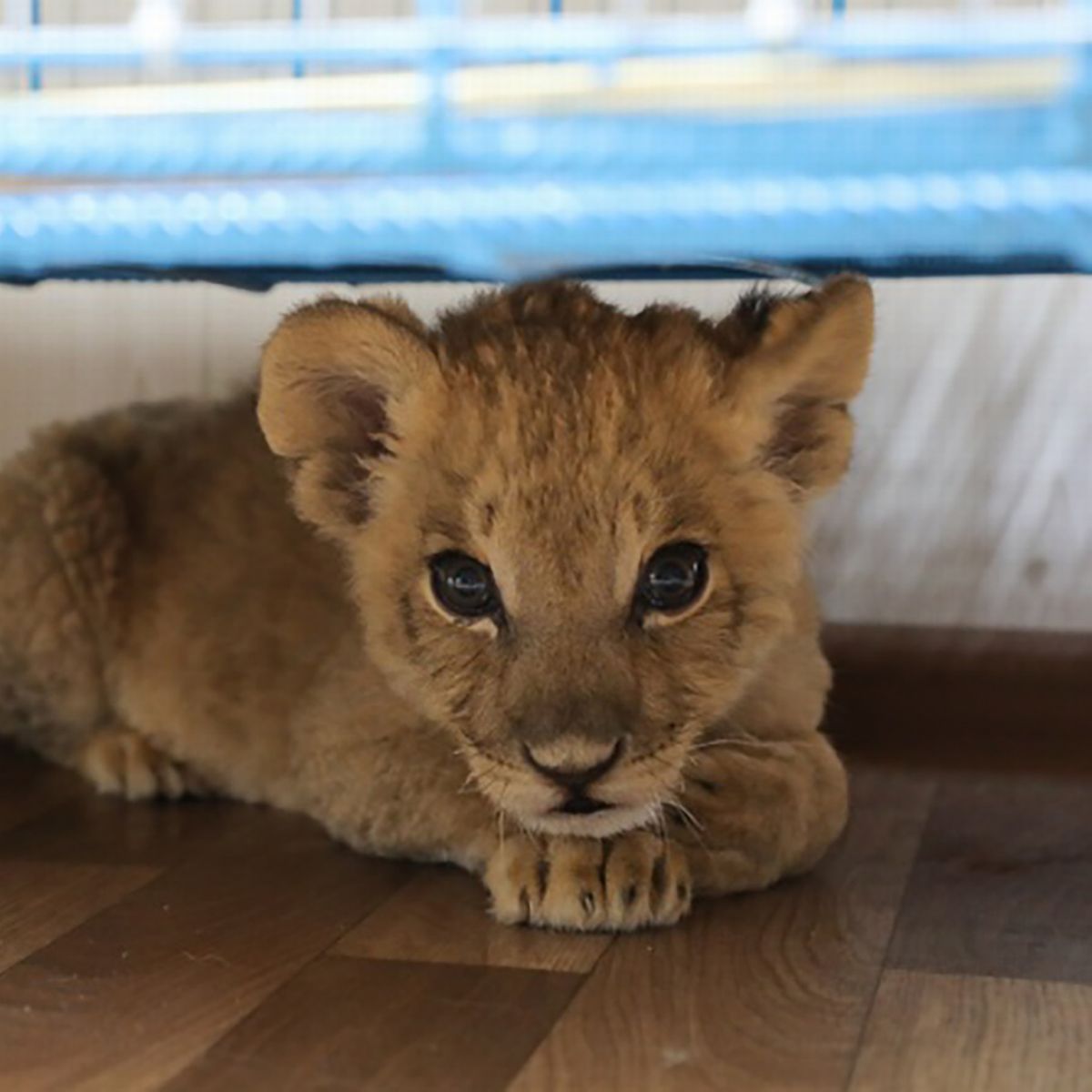 Lion cub - Lion - Buy and Sell Pets in Gujranwala