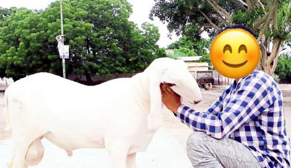 Dumba - Goat & Lamb - Buy and Sell Pets in Karachi