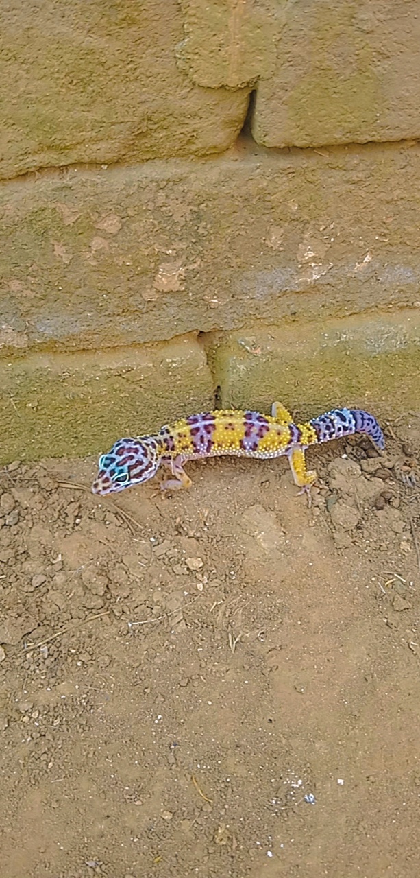 Ancan gecko - Lizards & Iguana - Buy and Sell Pets in Rawalpindi
