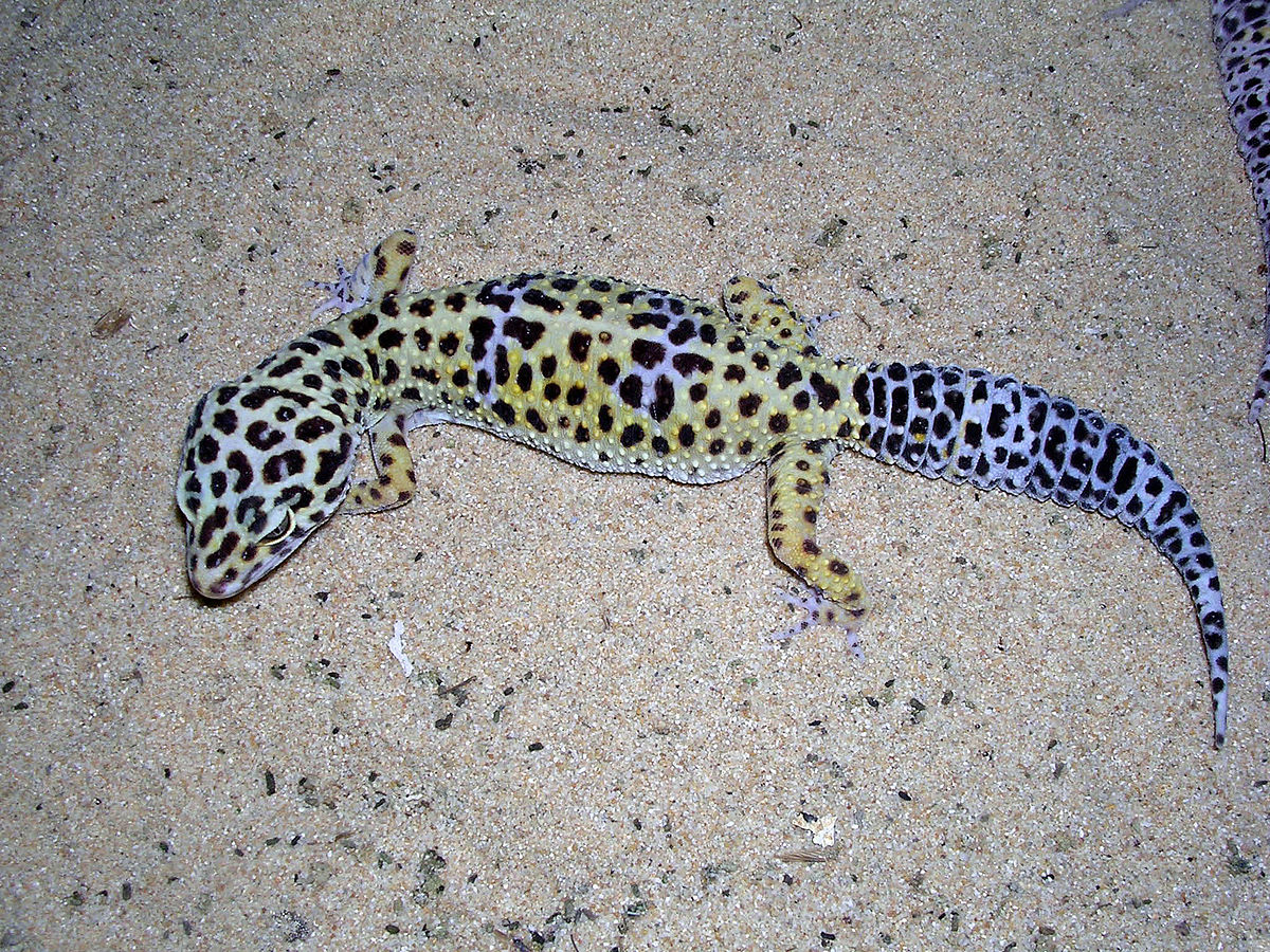 Gecko Leopard Lizard - Lizards & Iguana - Buy and Sell Pets in Lahore