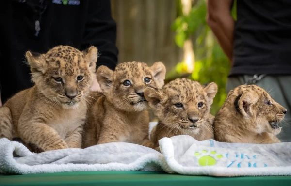 african lion cubs - Lion - Buy and Sell Pets in Karachi