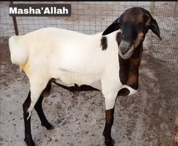 lamb for sale - Goat & Lamb - Buy and Sell Pets in Karachi