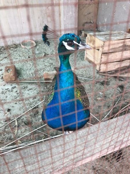 Peacock - Bird - Buy and Sell Pets in Lahore