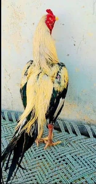 Aseel Murga - Bird - Buy and Sell Pets in Hyderabad City