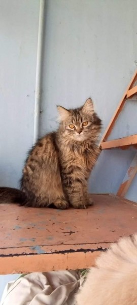 Persian - Cat - Buy and Sell Pets in Karachi
