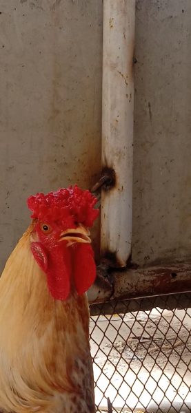 Aseel murga - Bird - Buy and Sell Pets in Karachi