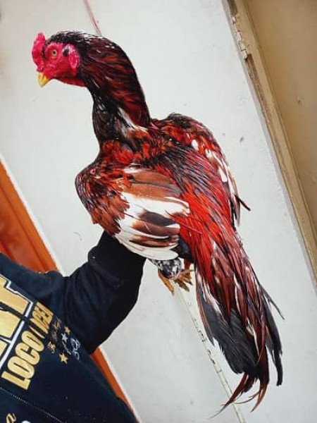 Aseel - Bird - Buy and Sell Pets in Islamabad