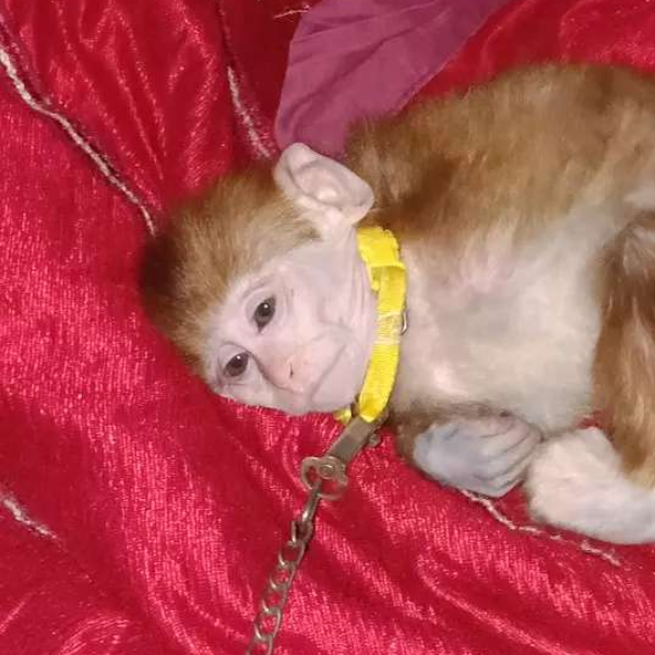Monkey - Monkey - Buy and Sell Pets in Karachi