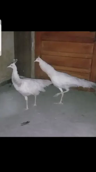 White and blue Peacock - Bird - Buy and Sell Pets in Rawalpindi