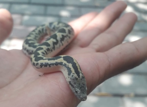 Rough scaled sand boa - Snakes - Buy and Sell Pets in Rawalpindi
