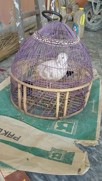 white francolin - Bird - Buy and Sell Pets in New Mirpur