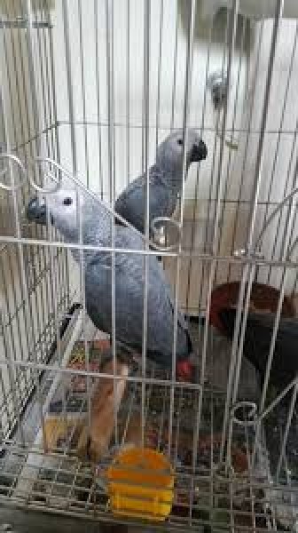 African grey parrot - Bird - Buy and Sell Pets in Karachi