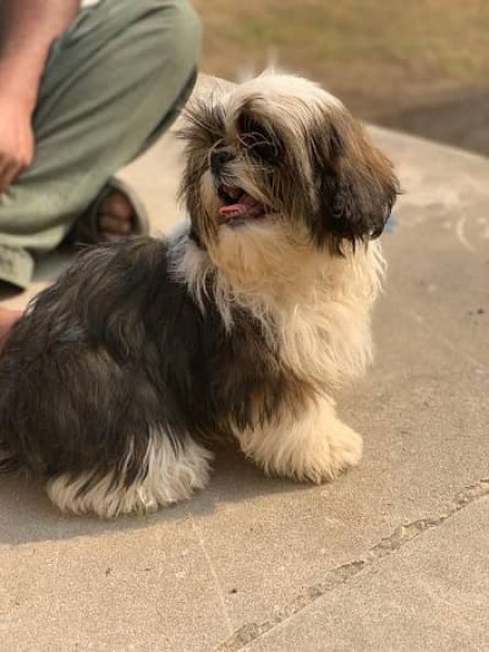 Shih Tzu - Dog - Buy and Sell Pets in Kharian