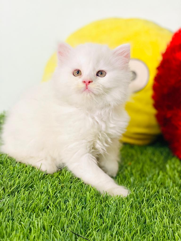 Persian cat for sale - Cat - Buy and Sell Pets in Lahore