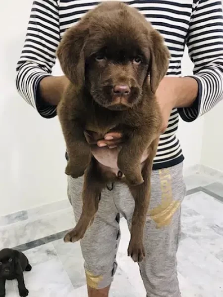Labrador Chocolate Pair - Dog - Buy and Sell Pets in Lahore