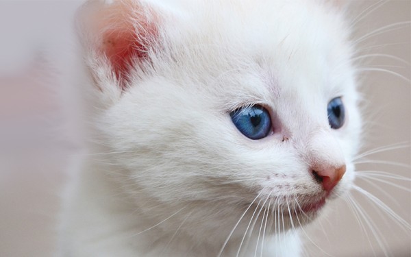 Persian Kittens - Cat - Buy and Sell Pets in Karachi