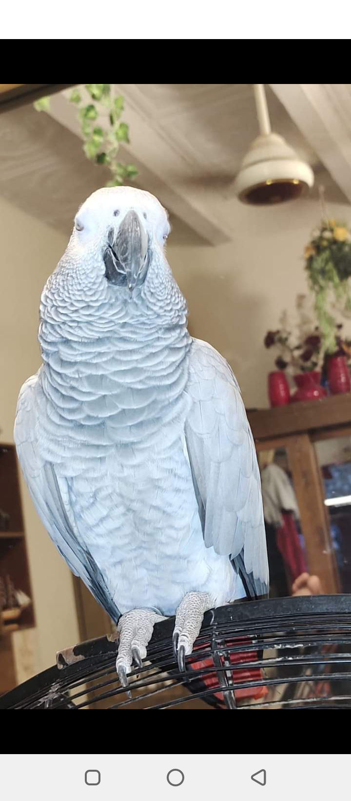 Grey Parrot - Bird - Buy and Sell Pets in Karachi