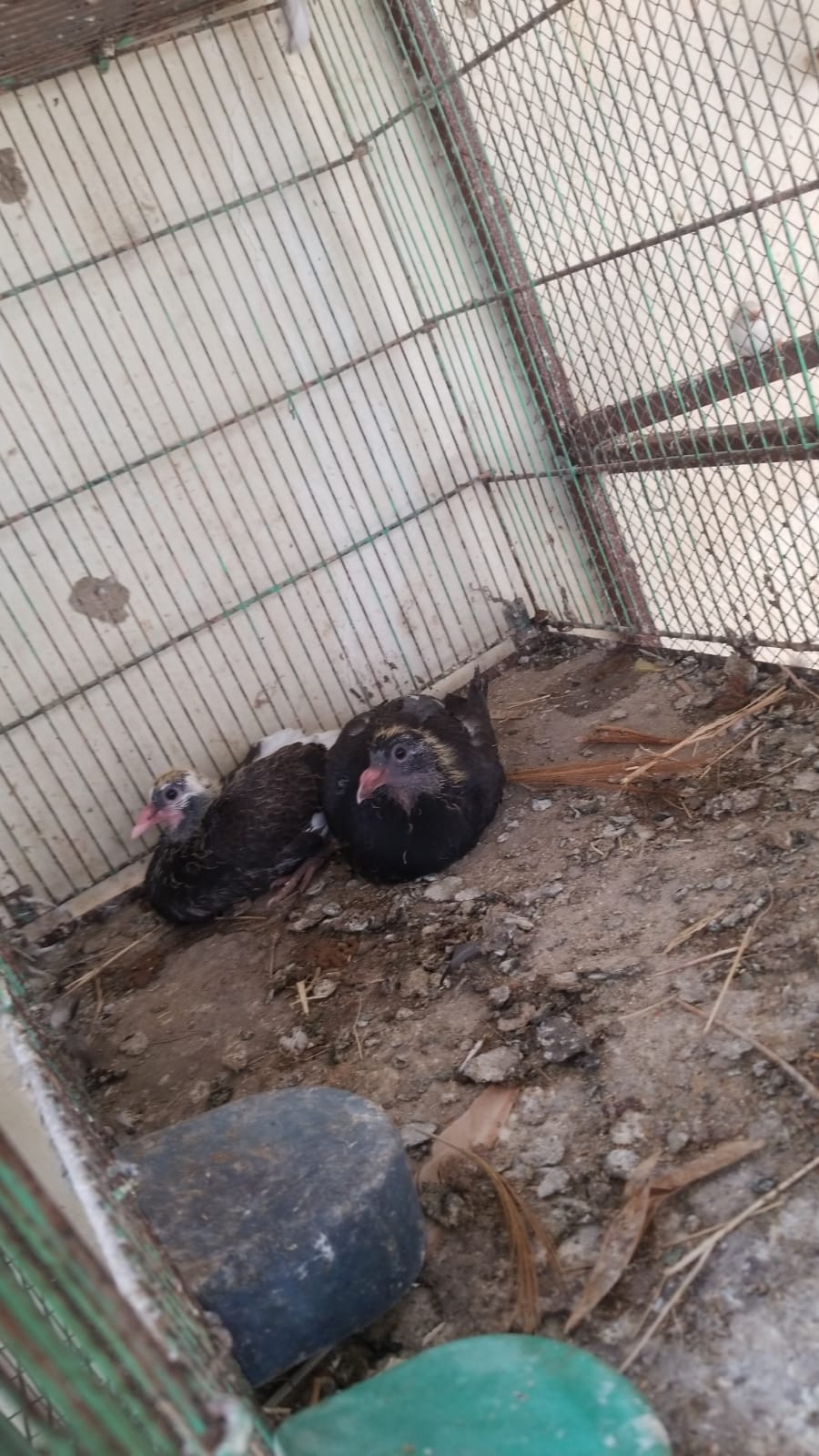 racer pigeon - Bird - Buy and Sell Pets in Karachi