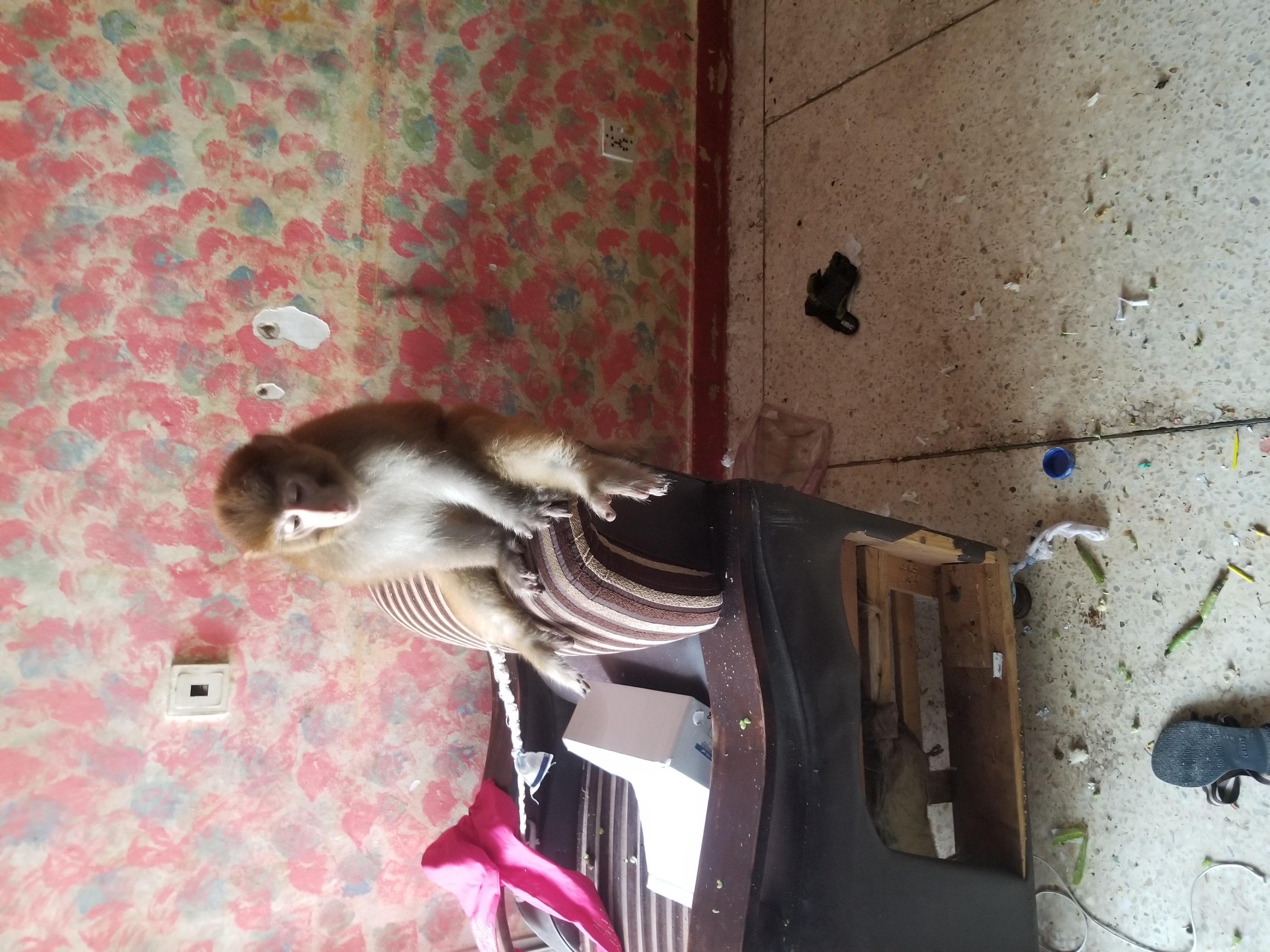 Monkey - Monkey - Buy and Sell Pets in Karachi