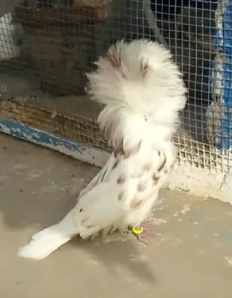 Jacobin pigeon for sale - Bird - Buy and Sell Pets in Faislabad