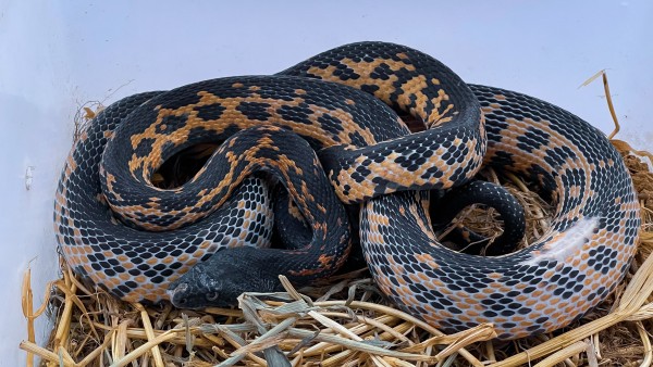 Snake - Snakes - Buy and Sell Pets in Lahore