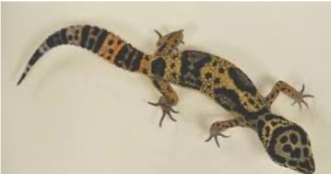 leopard gecko lizard - Lizards & Iguana - Buy and Sell Pets in Wah Cantt