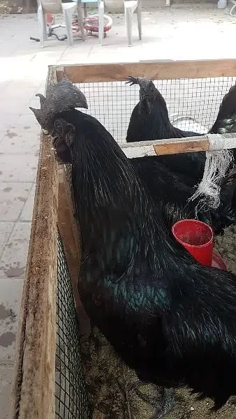 Pure Ayam Cemani - Bird - Buy and Sell Pets in Lahore