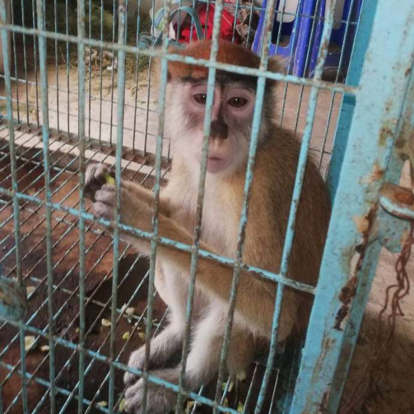 Monkey - Monkey - Buy and Sell Pets in Karachi