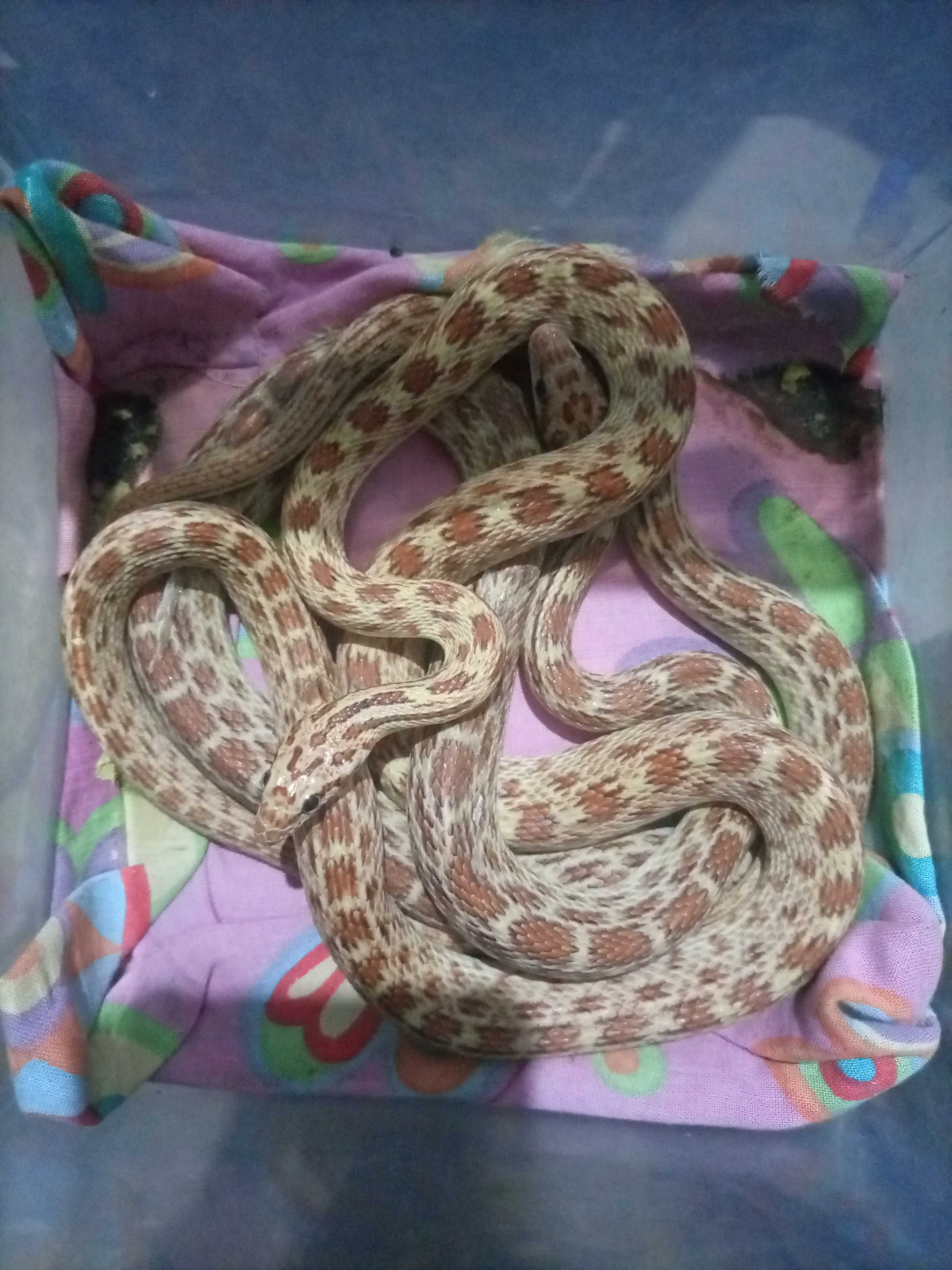 Snake - Snakes - Buy and Sell Pets in Lahore
