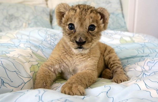 Lion Cubs - Lion - Buy and Sell Pets in Lahore