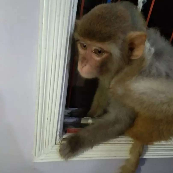 Monkey - Monkey - Buy and Sell Pets in Karachi