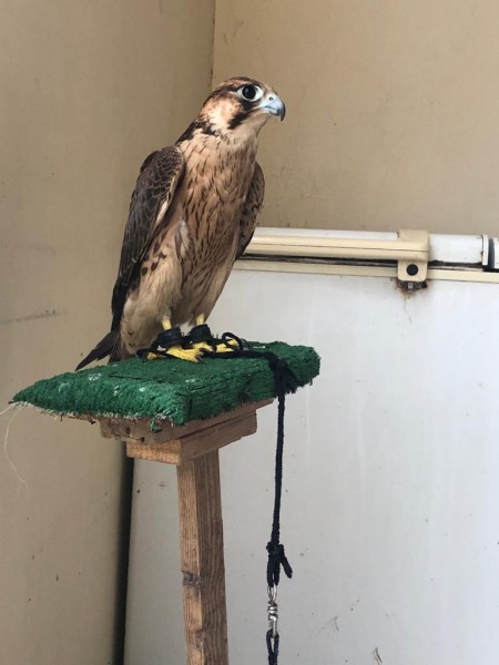 Falcon - Bird - Buy and Sell Pets in Karachi