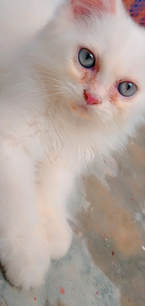 Persian kitten for sale - Cat - Buy and Sell Pets in Karachi