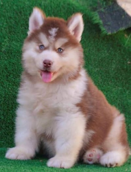 Husky puppy - Dog - Buy and Sell Pets in Islamabad