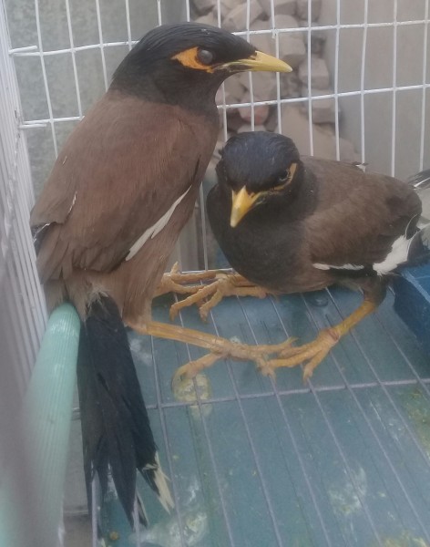Common Mynah Pair - Bird - Buy and Sell Pets in Multan