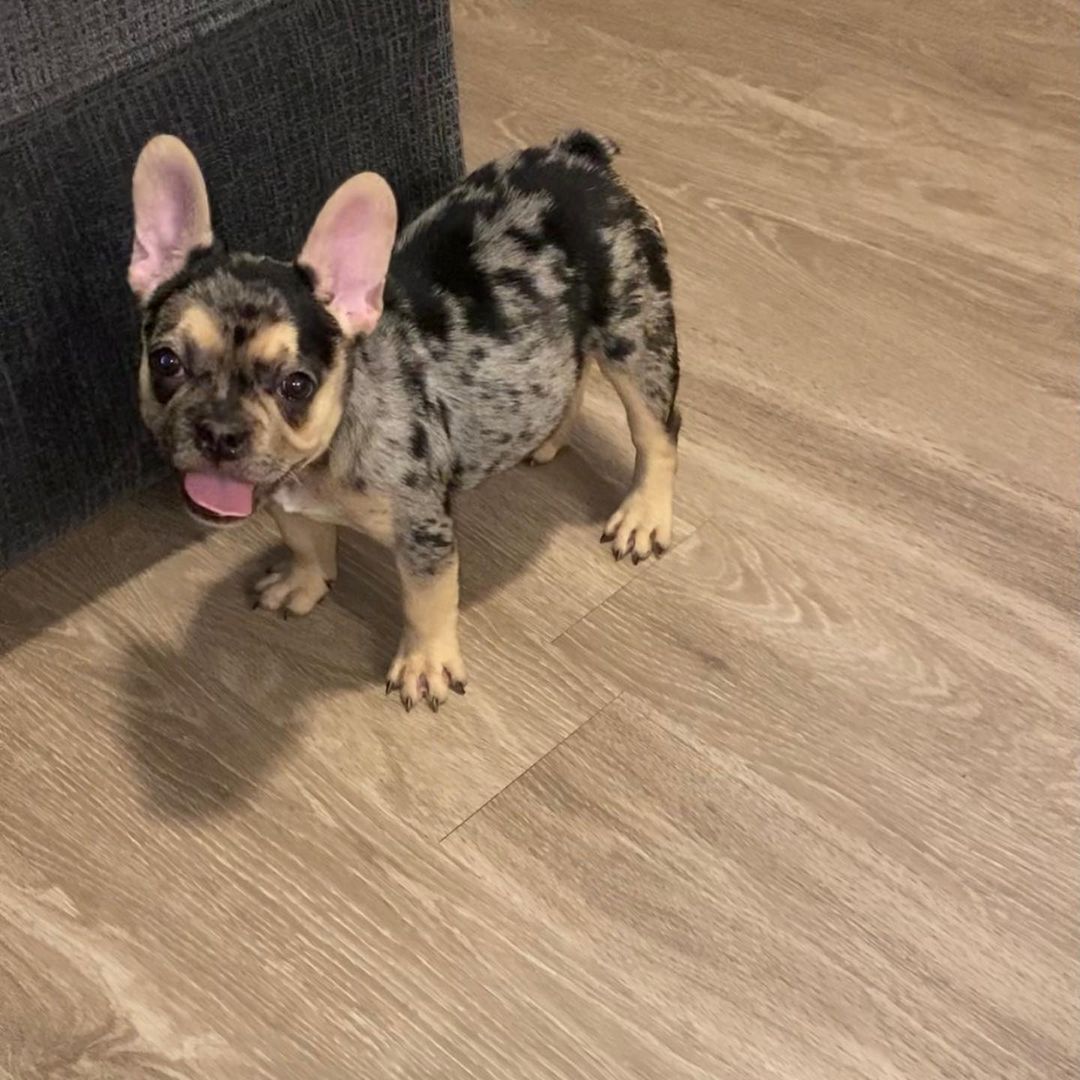 French Bulldog - Dog - Buy and Sell Pets in Musa Khel Bazar