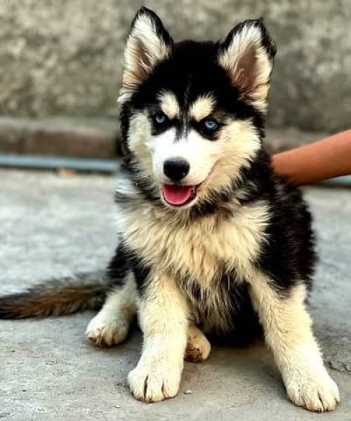 Husky puppy for sale - Dog - Buy and Sell Pets in Islamabad
