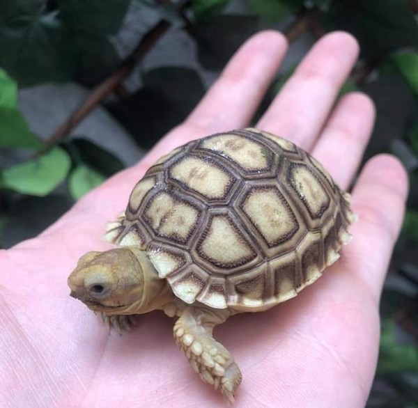 Turtles - Turtles & Tortoise - Buy and Sell Pets in Karachi