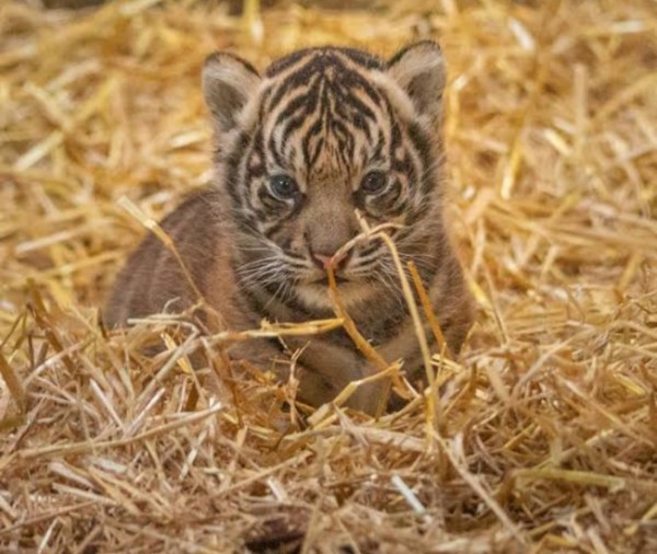 Bengal tiger cub - Lion - Buy and Sell Pets in Lahore