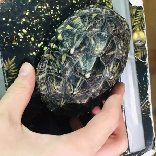 Dragon turtle - Turtles & Tortoise - Buy and Sell Pets in Multan