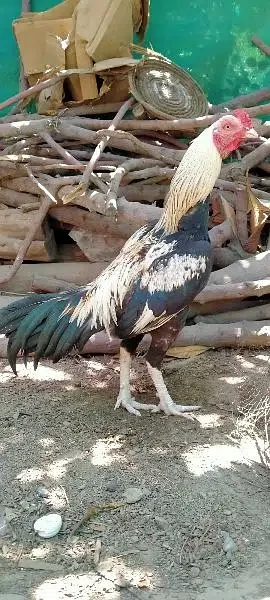 java Aseel - Bird - Buy and Sell Pets in Wah Cantt