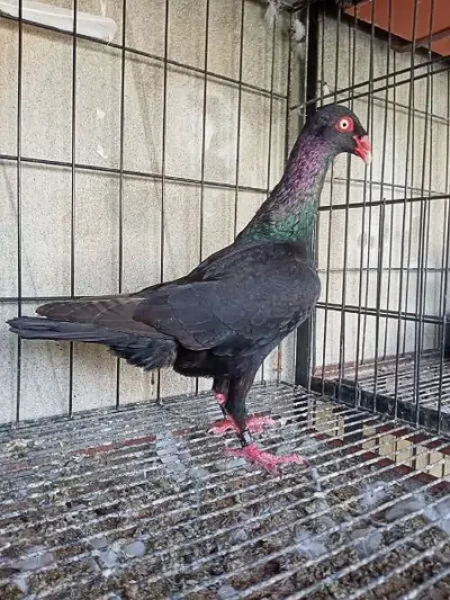 Black Danish pigeon for sale - Bird - Buy and Sell Pets in Mansehra