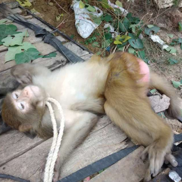 Monkey - Monkey - Buy and Sell Pets in Rawalpindi