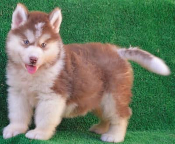 Husky puppy - Dog - Buy and Sell Pets in Islamabad