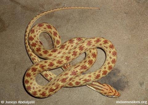 Snake - Snakes - Buy and Sell Pets in Karachi