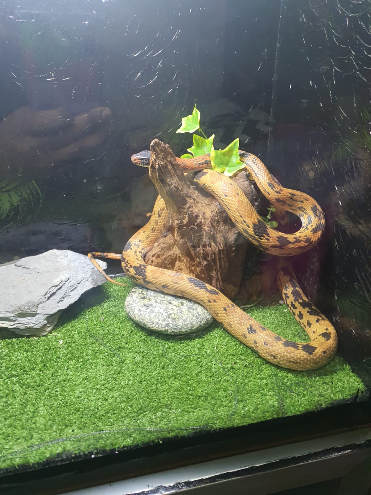 Snake for sale - Snakes - Buy and Sell Pets in Lahore
