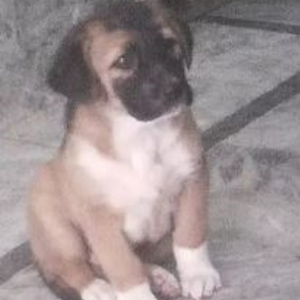 bocer/dog - Dog - Buy and Sell Pets in Faislabad