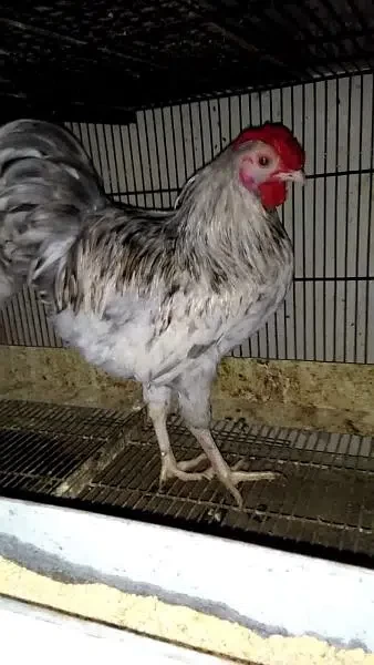 Wyandotte chicken - Bird - Buy and Sell Pets in Lahore